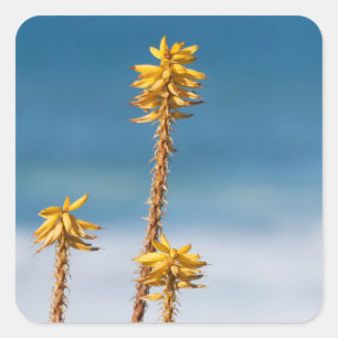 Agave by the ocean square sticker