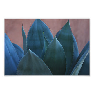 Agave cactus 02 photo print