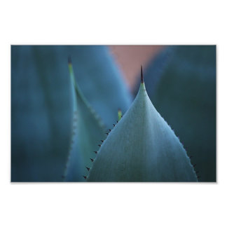 Agave cactus photo print