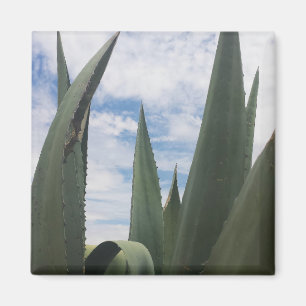Agave Clouds Magnet