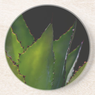 Agave glow coaster