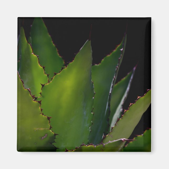 Agave glow magnet (Front)