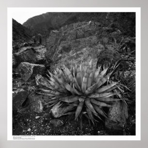 Agave in Deep Canyon Desert Research Station Poster