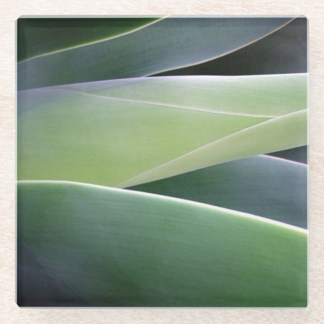 Agave Leaves Glass Coaster (Front)