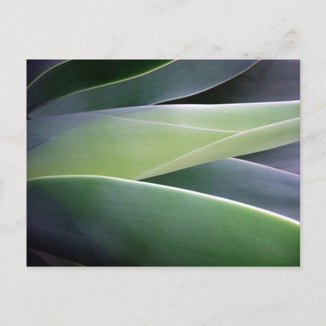 Agave Leaves Postcard (Front)