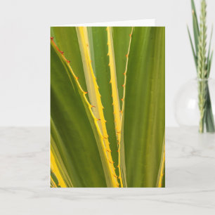 Agave Plant Abstract Card