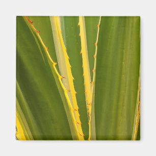 Agave Plant Abstract Magnet
