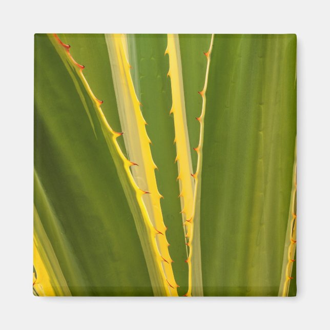 Agave Plant Abstract Magnet (Front)