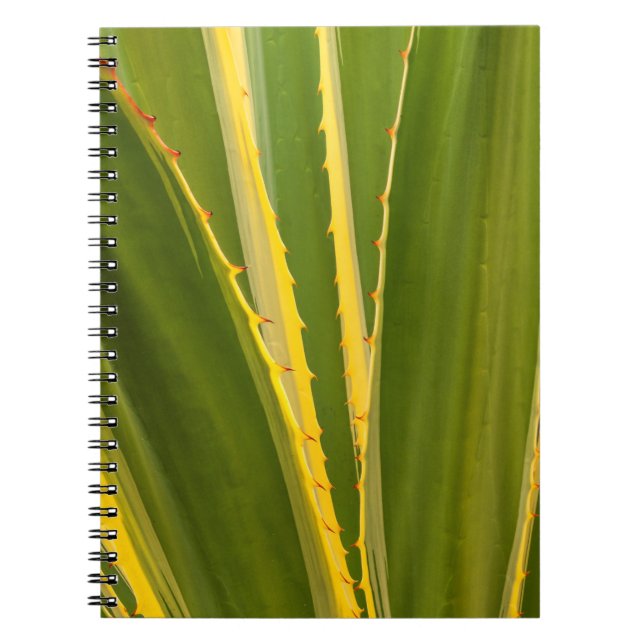 Agave Plant Abstract Notebook (Front)