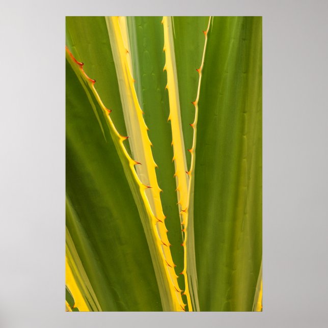 Agave Plant Abstract Poster (Front)