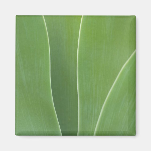 Agave Plant Close Up Magnet (Front)
