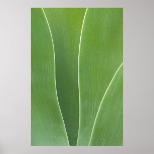 Agave Plant Close Up Poster (Front)