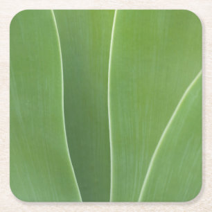 Agave Plant Close Up Square Paper Coaster