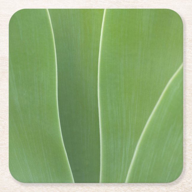 Agave Plant Close Up Square Paper Coaster (Front)