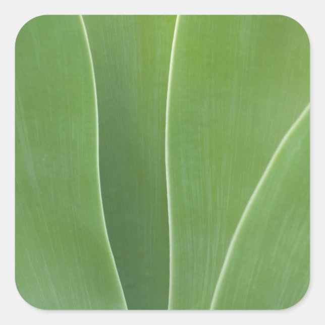 Agave Plant Close Up Square Sticker (Front)