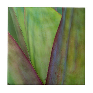 Agave Plant Detail Ceramic Tile
