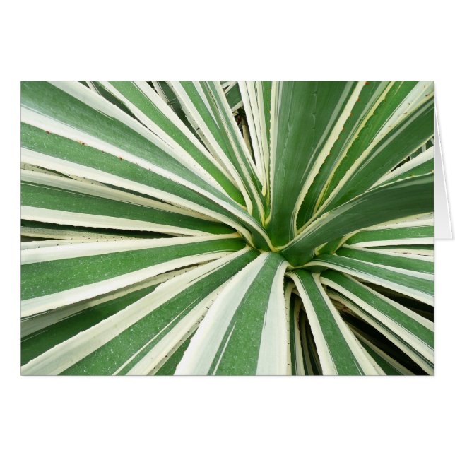 Agave Plant Green and White Striped (Front Horizontal)