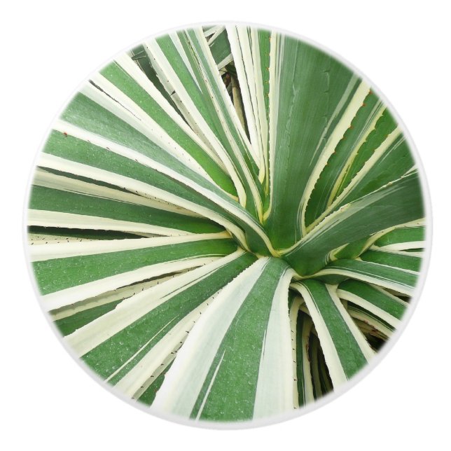 Agave Plant Green and White Striped Ceramic Knob (Front)