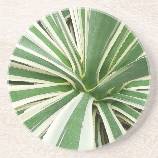 Agave Plant Green and White Striped Coaster (Front)
