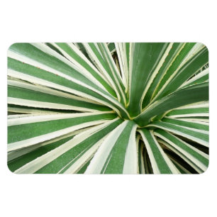 Agave Plant Green and White Striped Magnet