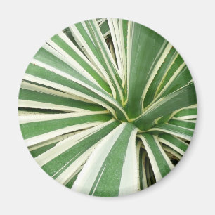 Agave Plant Green and White Striped Magnet