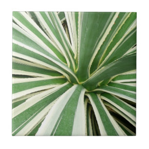 Agave Plant Green and White Striped Tile