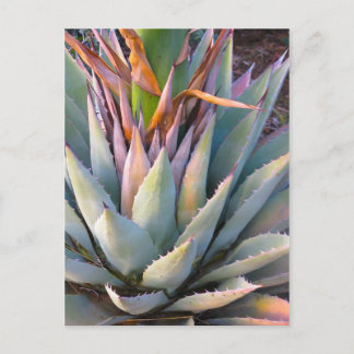 Agave plant Postcard