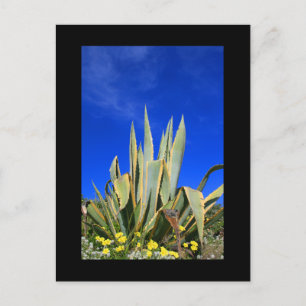 Agave Plant Postcard