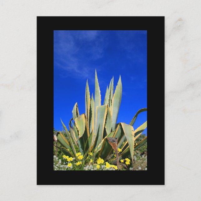 Agave Plant Postcard (Front)