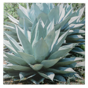 Agave Plant Succulent Blue Cacti Botanical Desert  Ceramic Tile