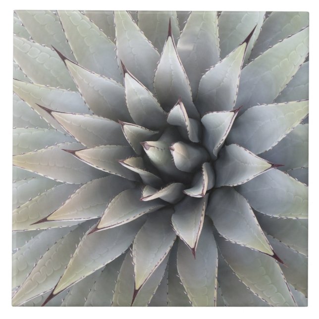 Agave Plant Succulent Blue Cacti Botanical Desert Ceramic Tile (Front)