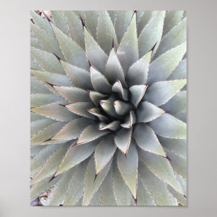 Agave Plant Succulent Blue Cacti Tequila Desert Poster