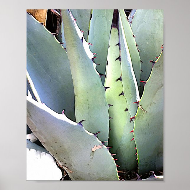 Agave Plant Succulent Blue Cacti Tequila Desert Poster (Front)