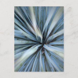 Agave Postcard
