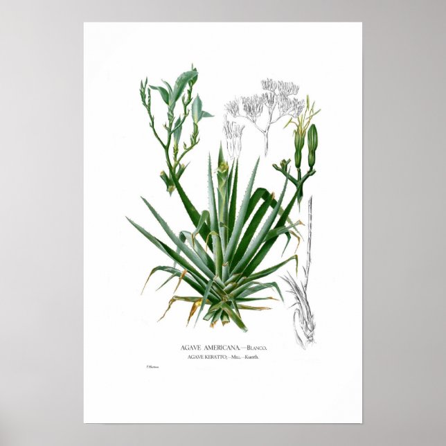 Agave Poster (Front)