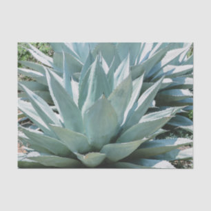 Agave Succulent Plant Cactus Green sage grey Tissue Paper
