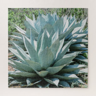 Agave Succulent Plant Cactus Green sage Jigsaw Puzzle