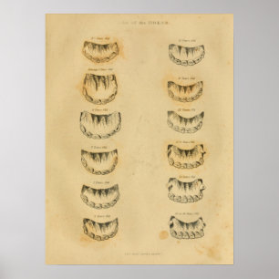 Age of Horse by Teeth Anatomy Vintage Print