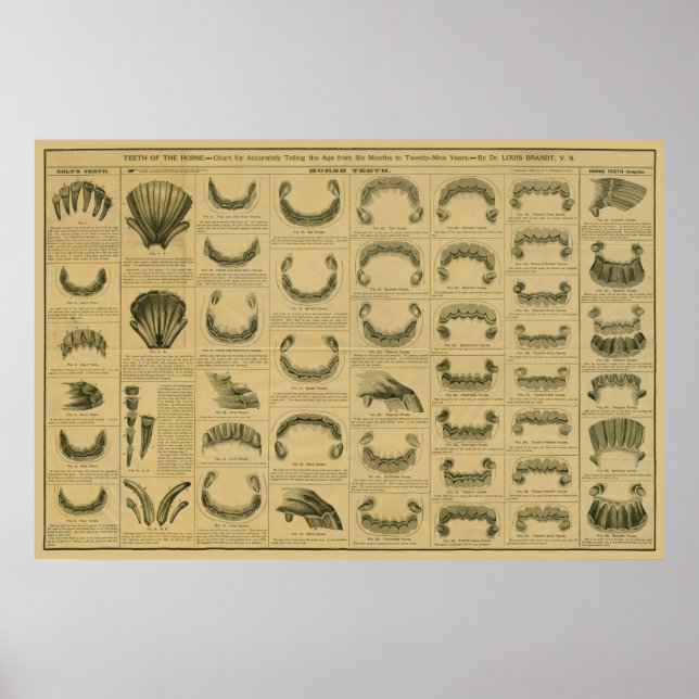 Age of Horse by Teeth Chart Dental Anatomy Poster (Front)