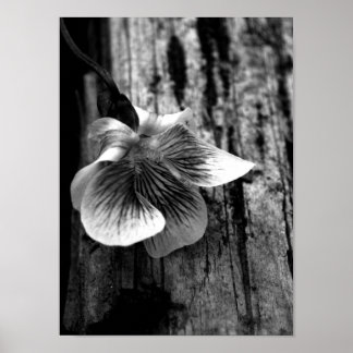 Age of Innocence Poster