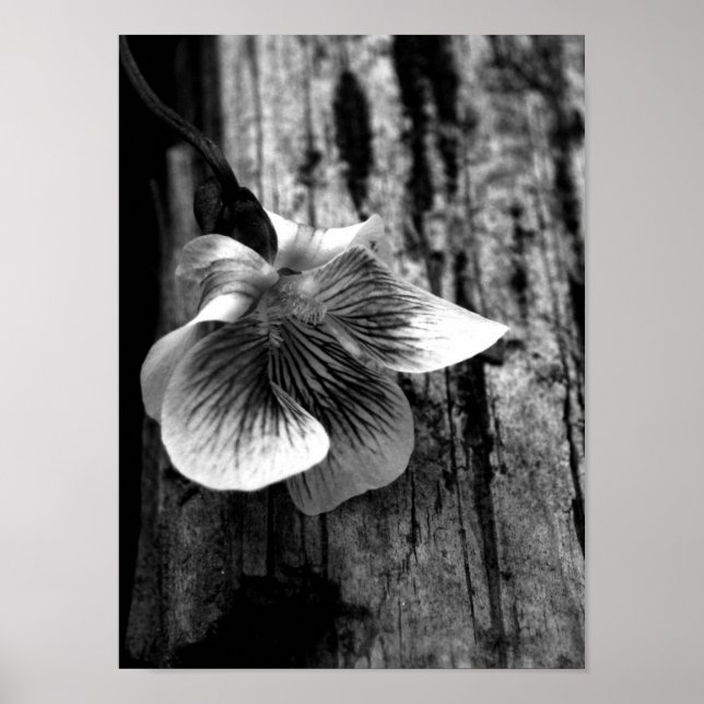 Age of Innocence Poster (Front)