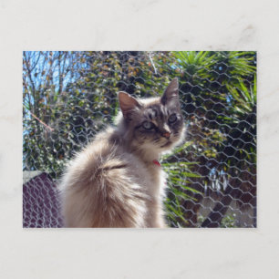 Aggie Postcard