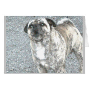 Aggravated Barking Bulldog