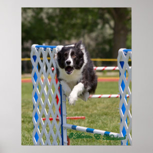 Agility Border Collie Poster