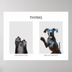 Aging personalised Great Dane Poster