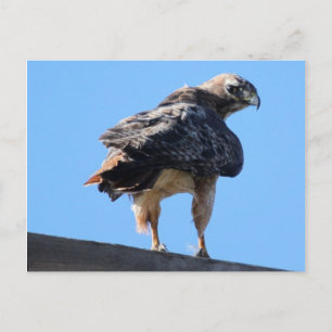 Agitated Red Tail Hawk Postcard