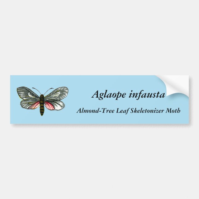 Aglaope infausta - Almond-Tree Leaf Skeletonizer Bumper Sticker (Front)