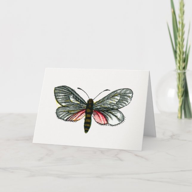 Aglaope infausta - Almond-Tree Leaf Skeletonizer Card (Front)