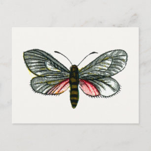 Aglaope infausta - Almond-Tree Leaf Skeletonizer Postcard