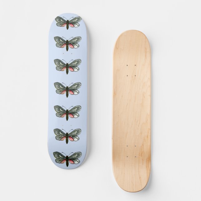Aglaope infausta - Almond-Tree Leaf Skeletonizer S Skateboard (Front)